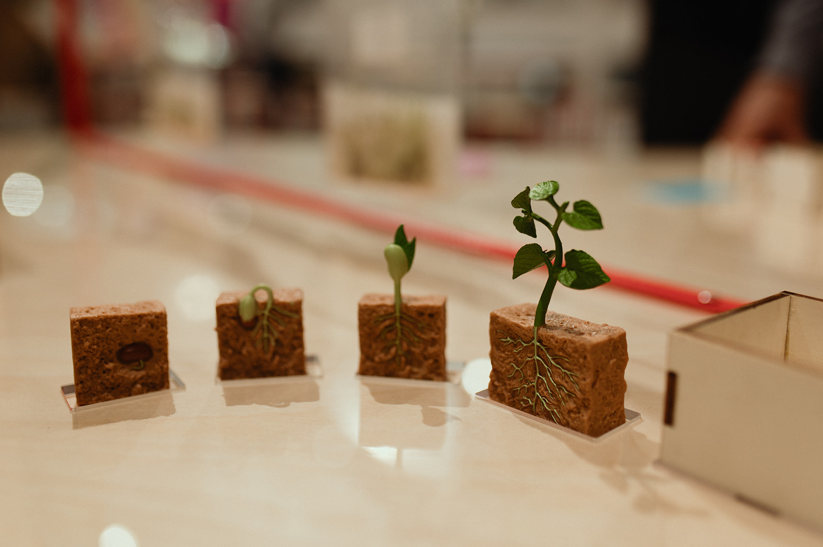 Photo d'une activité à propos des bulbes de tulipes